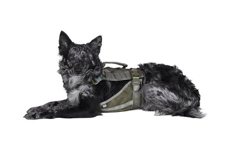 Szelki taktyczne dla psa - ranger green