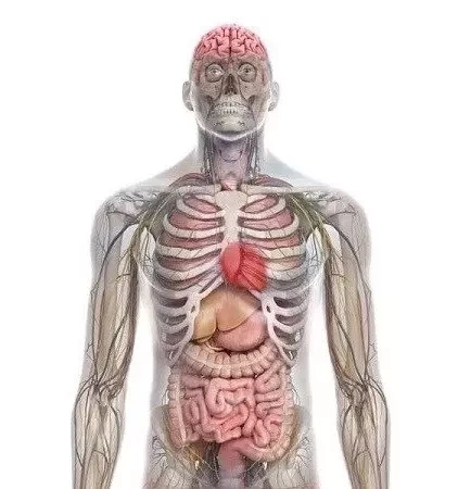 Tarcza strzelecka Pegi18 - 50 sztuk